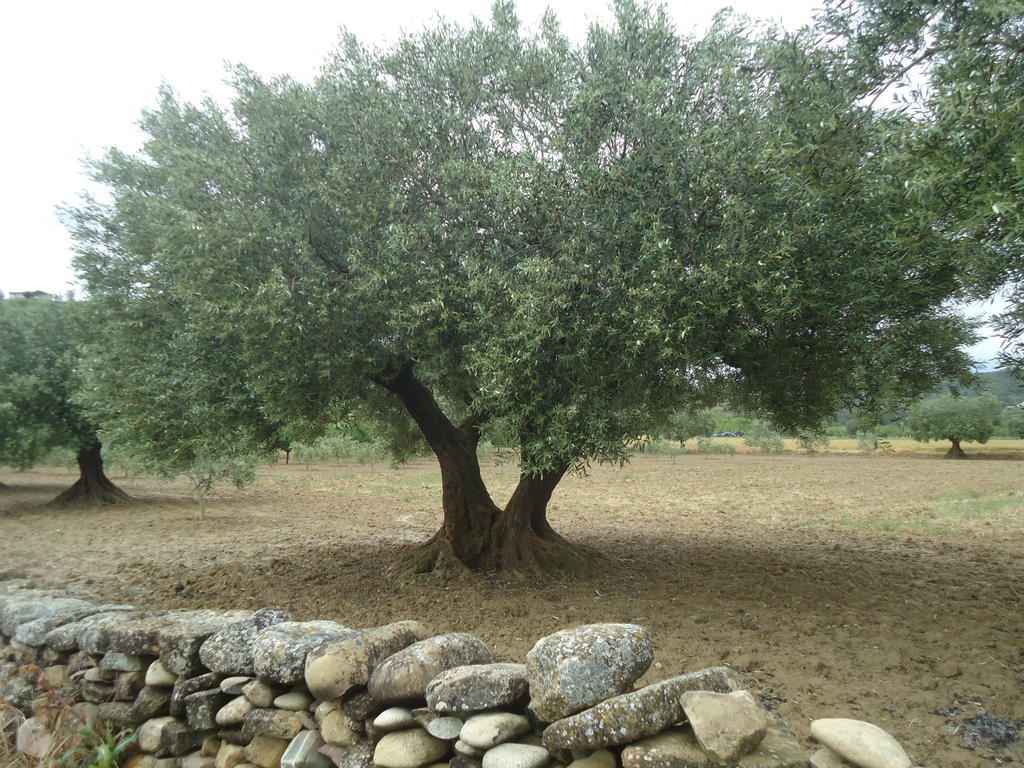 فيلا Casa Felisa Pirineo Aragones Santa Eulalia de Gállego الغرفة الصورة